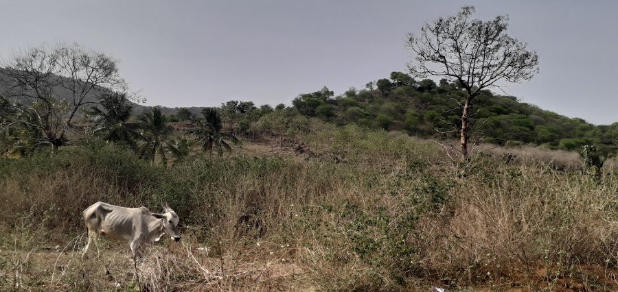 Melagiri Hills - Photo 4