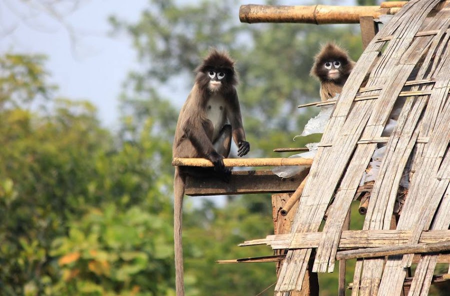 Sepahijala Wildlife Sanctuary & Zoo - Photo 2