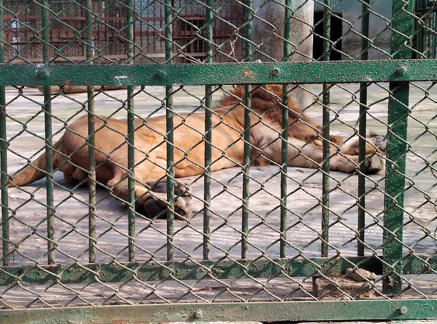 Sepahijala Wildlife Sanctuary & Zoo - Photo 3