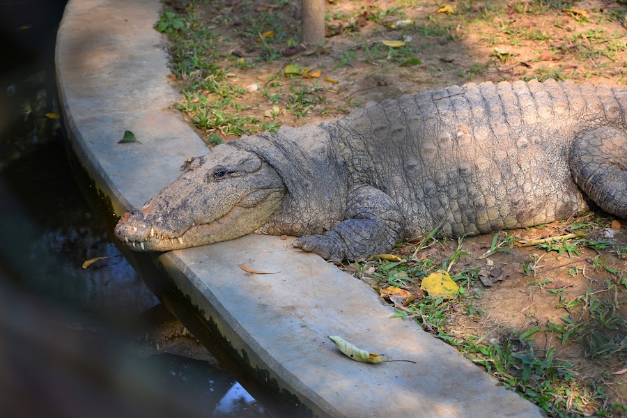 Sepahijala Wildlife Sanctuary & Zoo - Photo 6