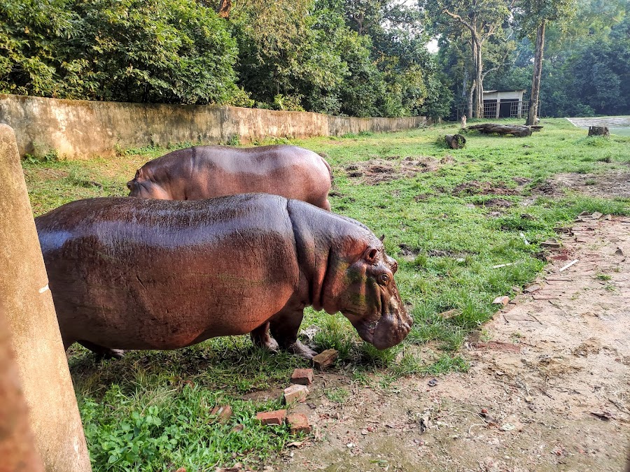Sepahijala Wildlife Sanctuary & Zoo - Photo 5