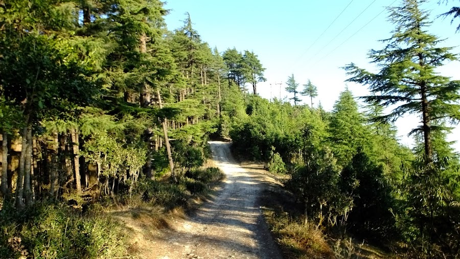 Kodia Jungle - Photo 6