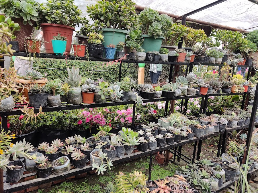 Pine View Nursery - Photo 3