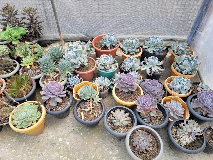 Pine View Nursery - Photo 8