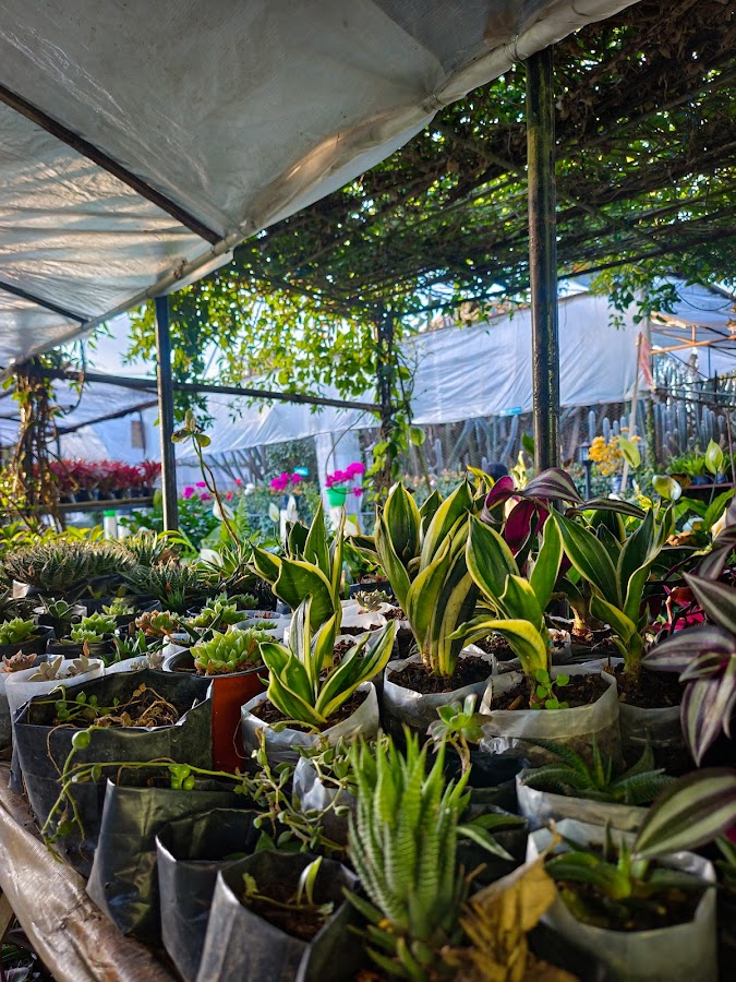 Pine View Nursery - Photo 9