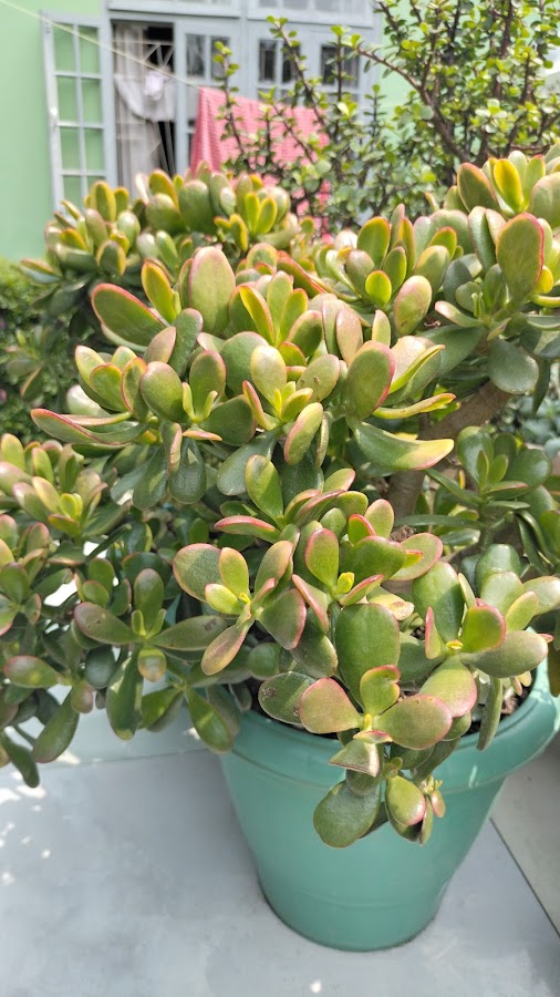 Pine View Nursery - Photo 6