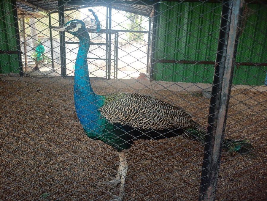 Rajiv Gandhi Deer Park - Photo 7