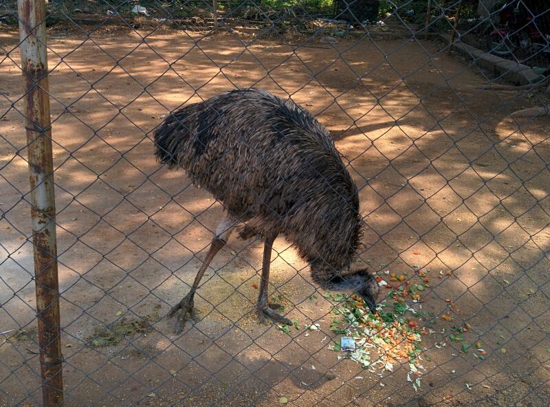 Rajiv Gandhi Deer Park - Photo 4