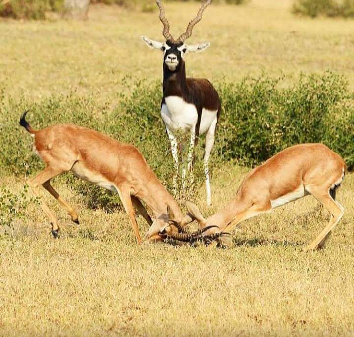Tal Chhapar Blackbuck Sanctuary - Photo 3