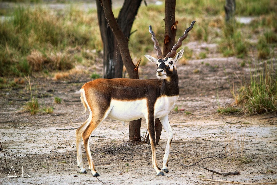 Tal Chhapar Blackbuck Sanctuary - Photo 2