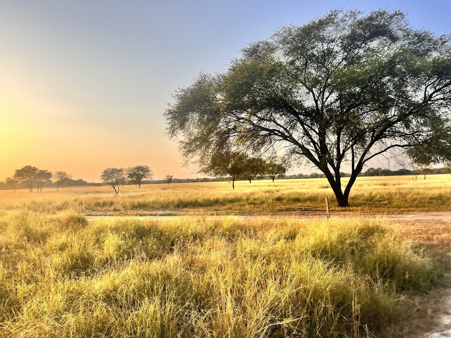 Tal Chhapar Blackbuck Sanctuary - Photo 4