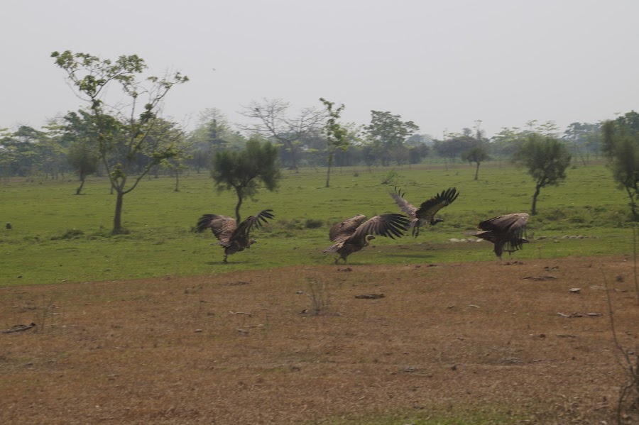 Molai Forest - Photo 2