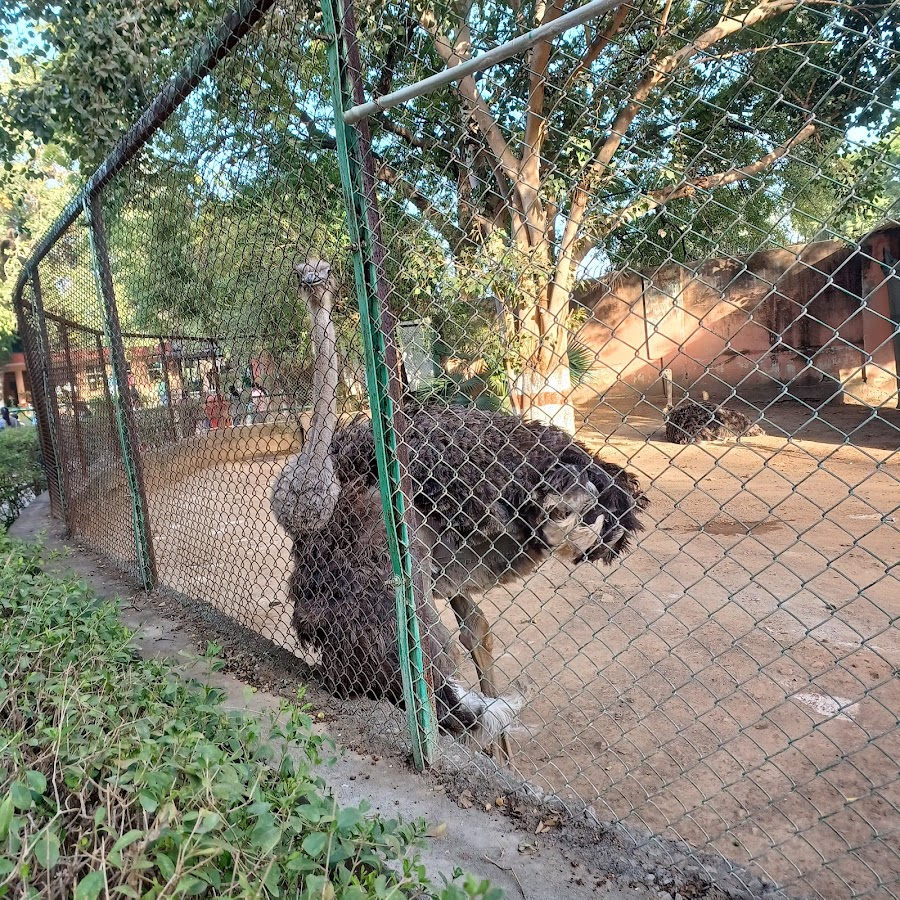 Gwalior Zoo - Photo 4