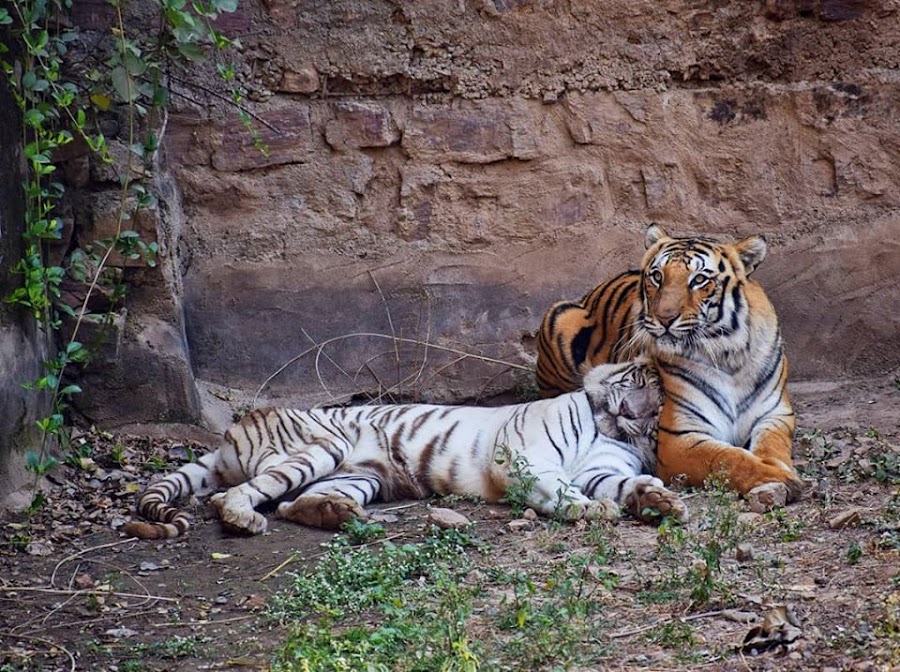 Gwalior Zoo - Photo 3