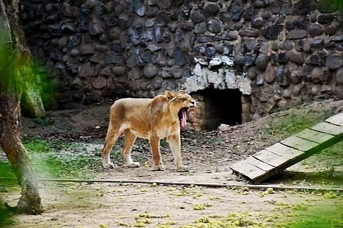 Gwalior Zoo - Photo 2