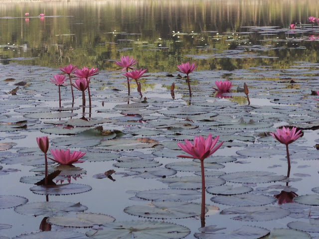 Kamalasagar Lake - Photo 7