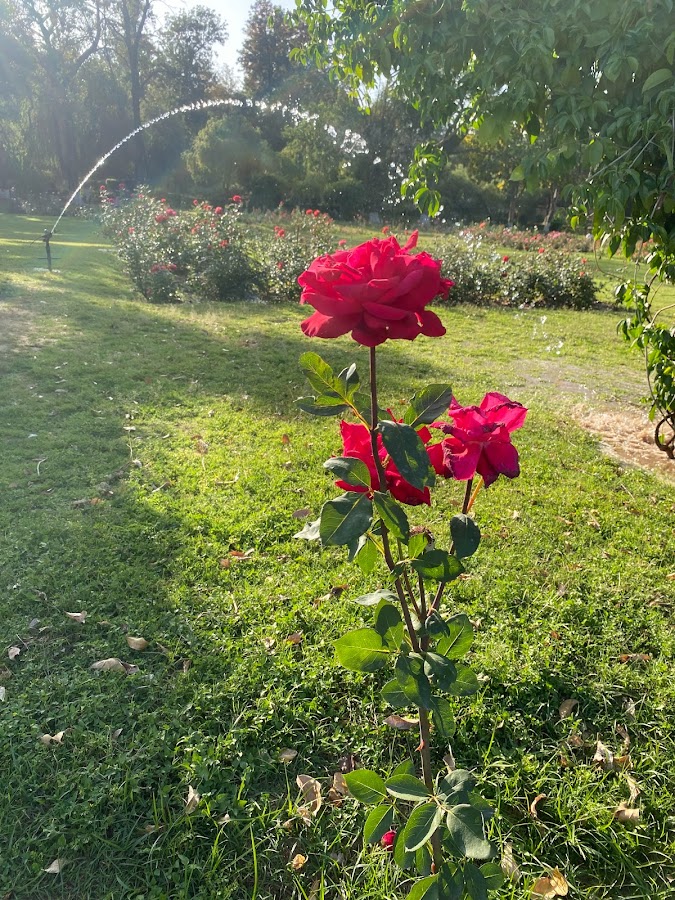 Rose Garden - Photo 3