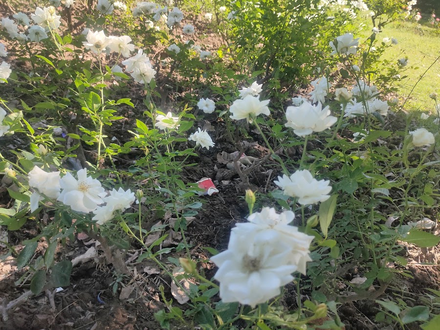 Rose Garden - Photo 4