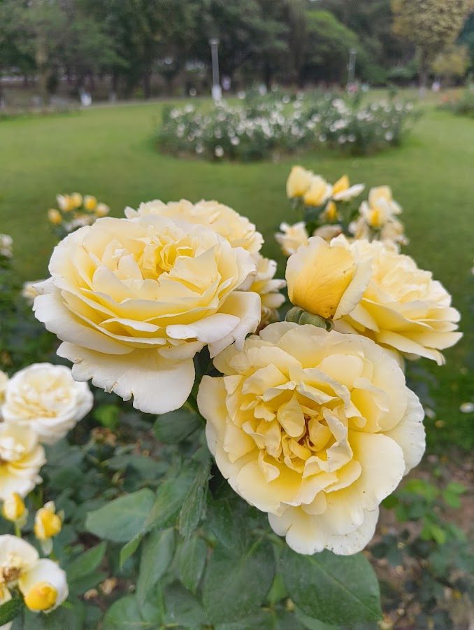 Rose Garden