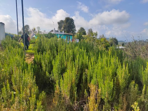 Champawat - Photo 2