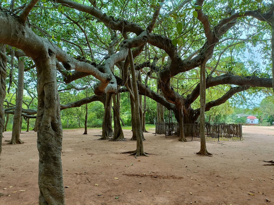 Auroville Matrimandir - Photo 2
