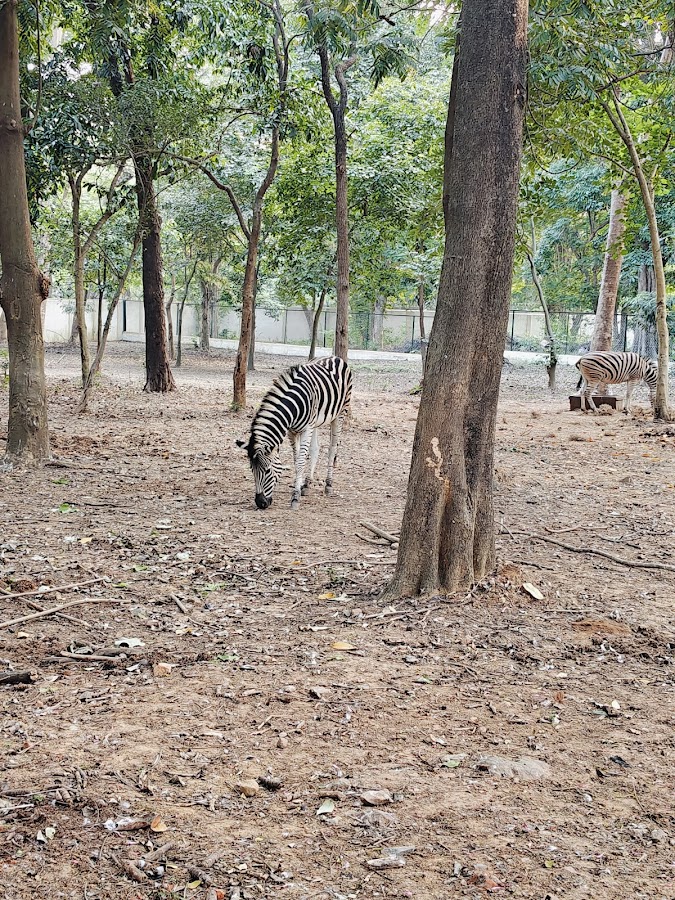 Tata Steel Zoological Park - Photo 3