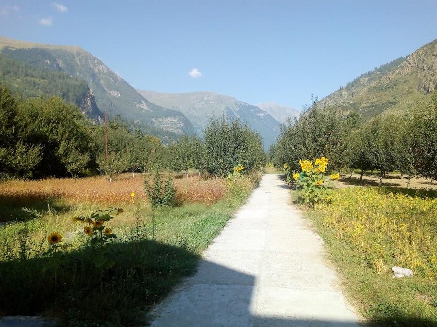 Saffron Farms - Photo 2