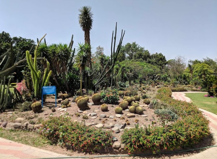 Cactus Garden - Photo 2