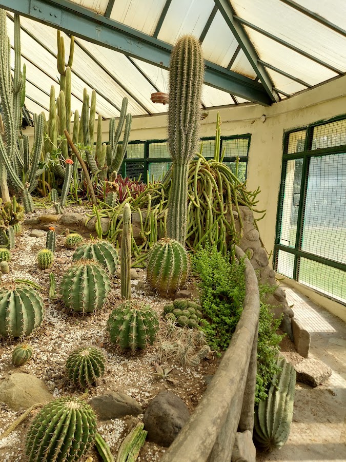 Cactus Garden - Photo 3