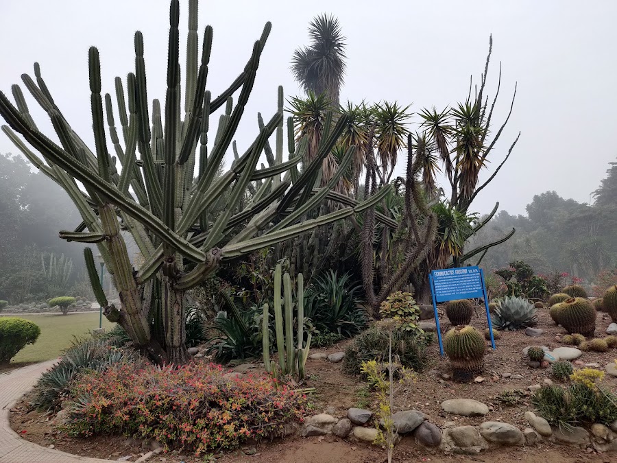 Cactus Garden - Photo 4