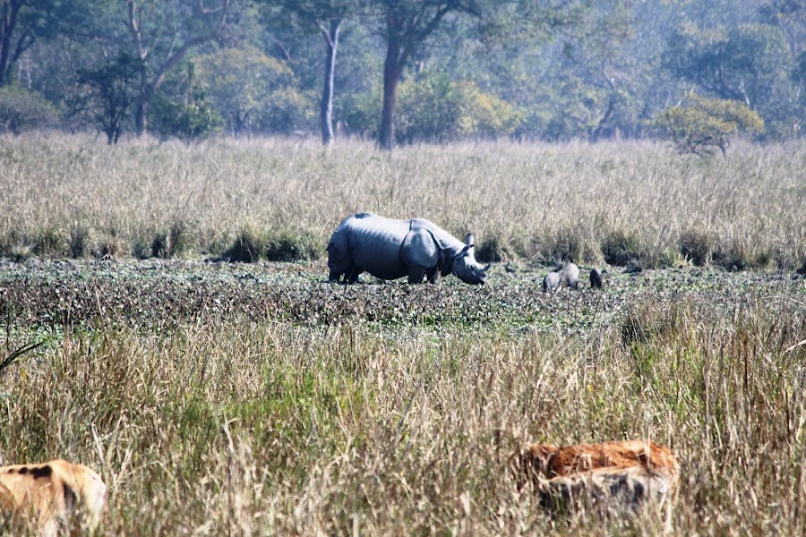 Pobitora Wildlife Sanctuary - Photo 3