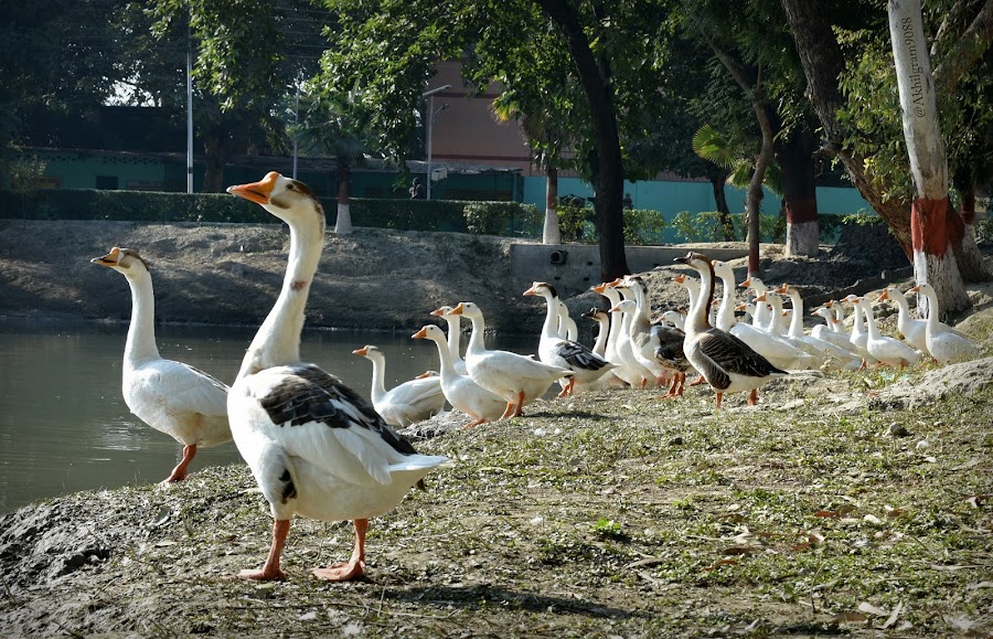 Moti Jheel - Photo 3
