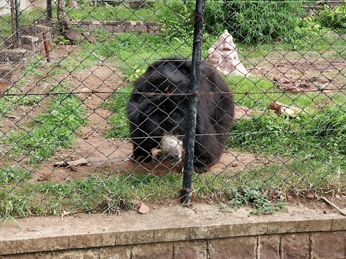 Van Vihar National Park - Photo 4