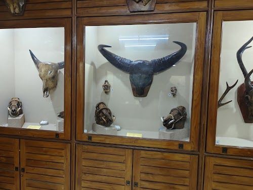 Mizoram State Museum - Photo 4