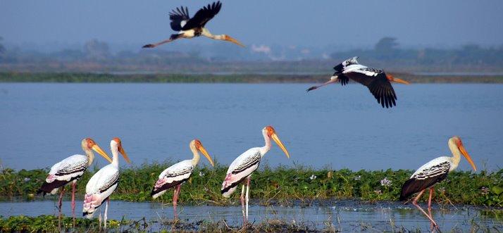 Kolleru Lake - Photo 2