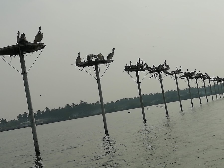Kolleru Lake - Photo 4