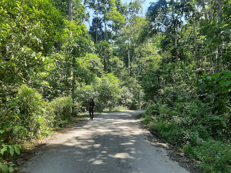 Dehing Patkai Wildlife Sanctuary - Photo 3