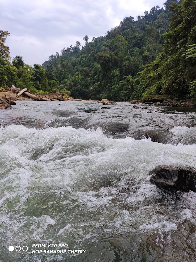 Dehing Patkai Wildlife Sanctuary - Photo 4