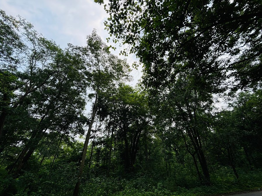 Eturnagaram Wildlife Sanctuary - Photo 10