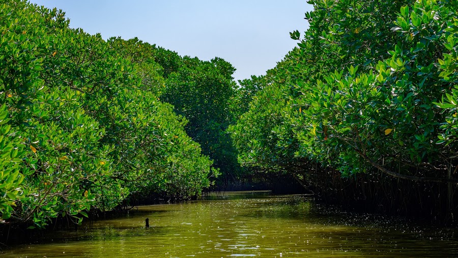 Pichavaram Mangrove Forest