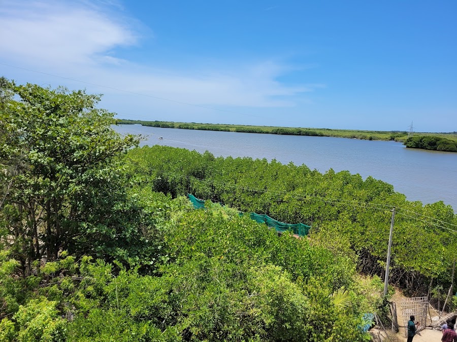 Pichavaram Mangrove Forest - Photo 2