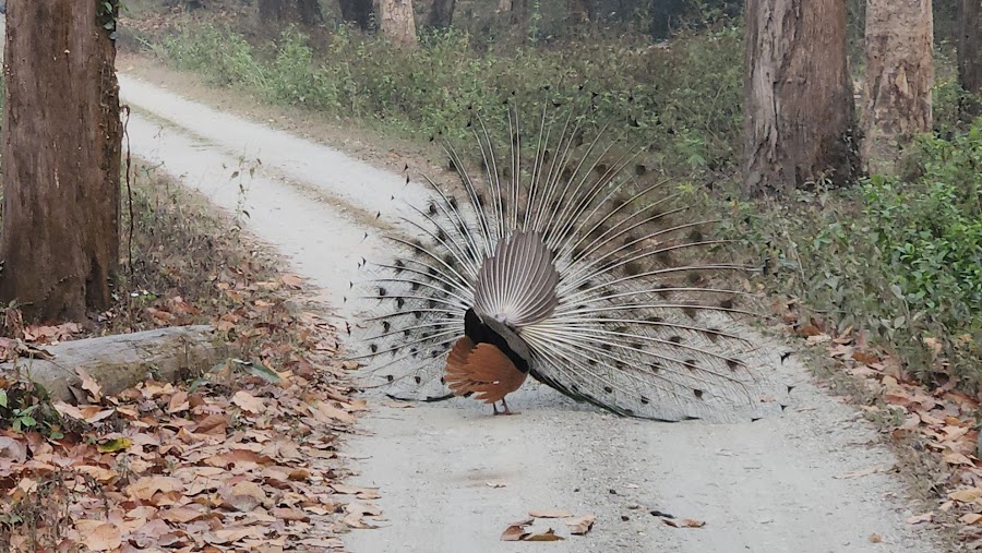 Gorumara National Park - Photo 6