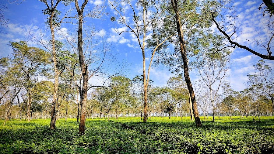 Gorumara National Park - Photo 7