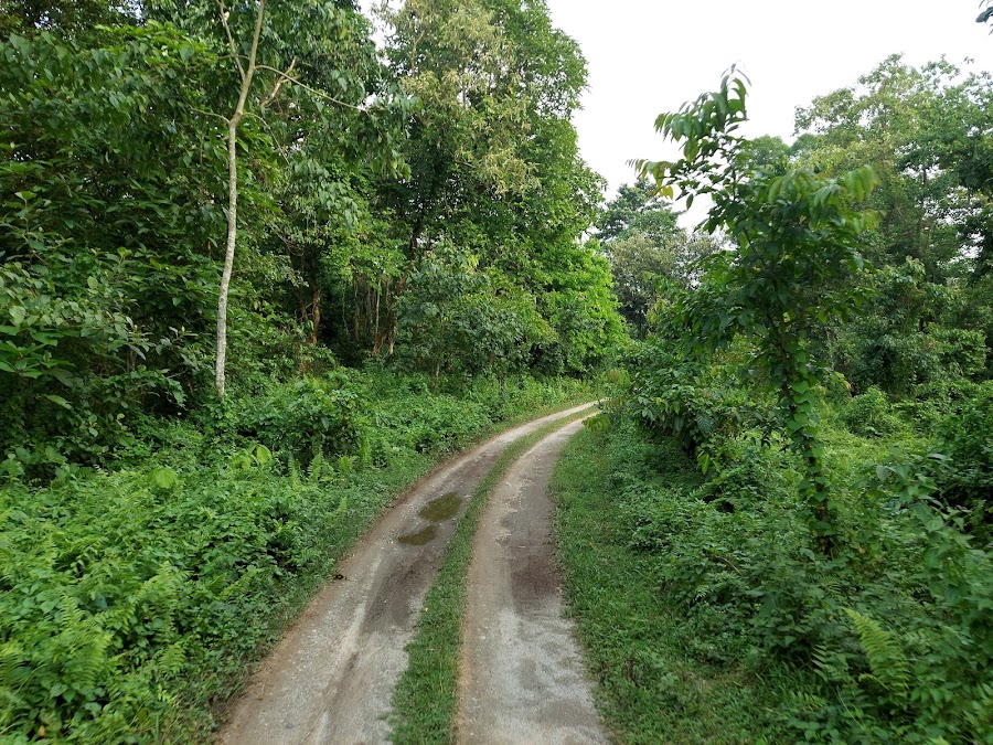 Gorumara National Park - Photo 2
