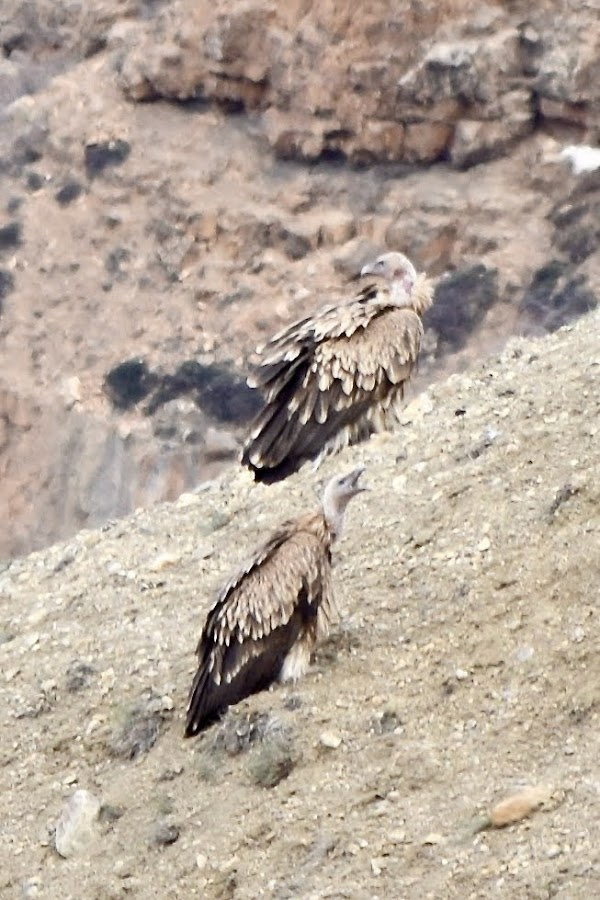 Kibber Wildlife Sanctuary - Photo 2