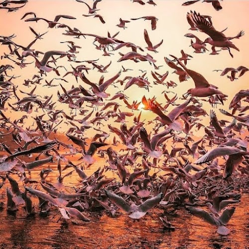 Nal Sarovar Bird Sanctuary - RAMSAR Wetland - Photo 2