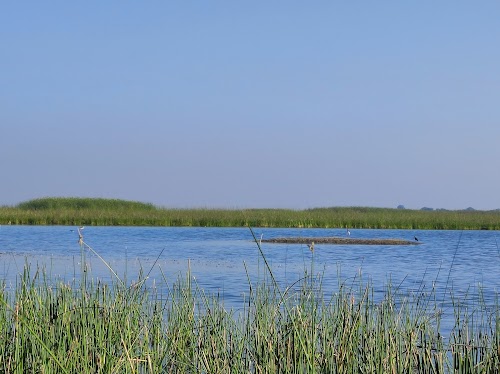 Nal Sarovar Bird Sanctuary - RAMSAR Wetland - Photo 4