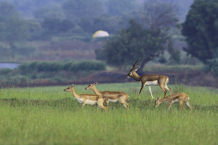 Great Indian Bustard Sanctuary - Photo 2