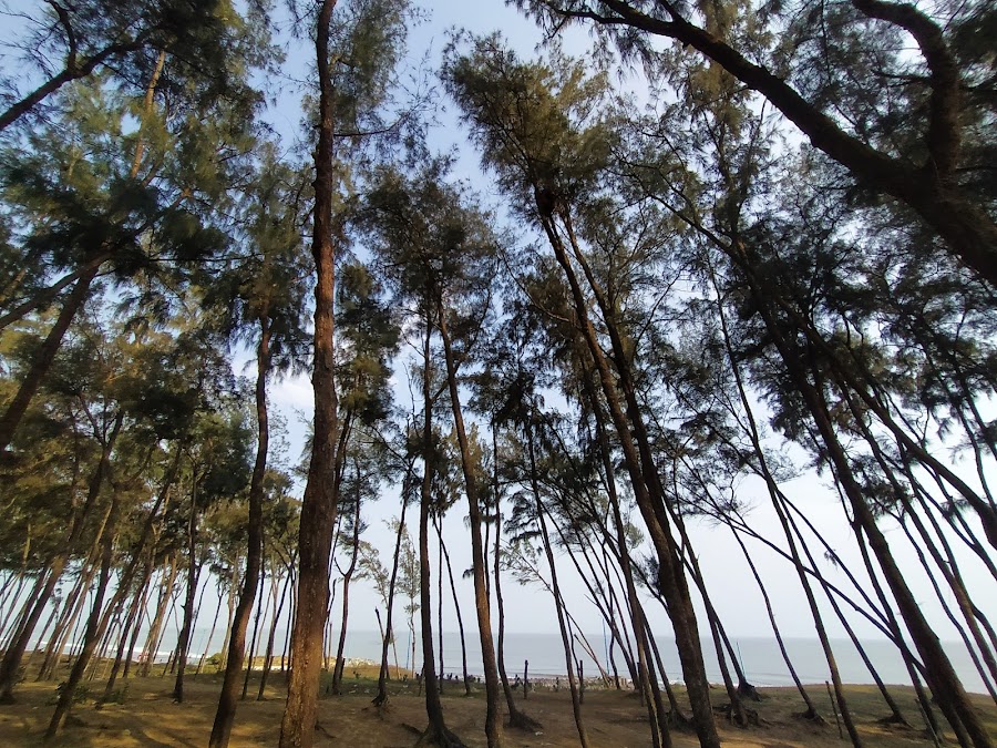 Casuarina Forest - Photo 6