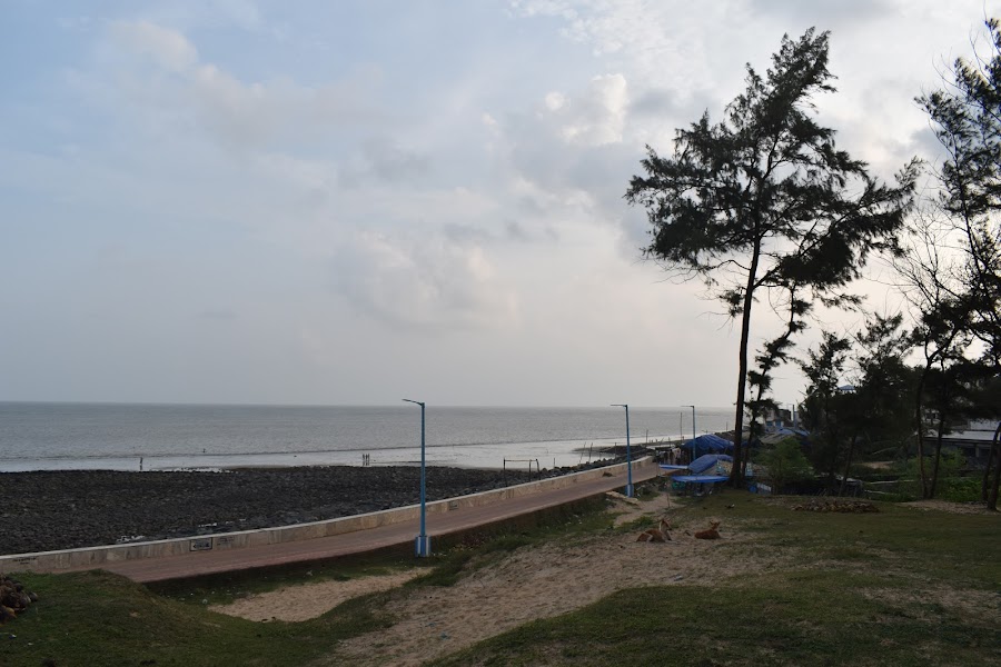 Casuarina Forest - Photo 10
